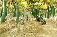 Nắm bắt thời vụ trồng bí xanh và bí đỏ cho năng suất cao