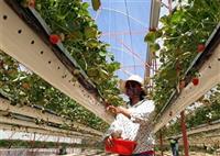 Kỹ thuật trồng dâu tây kiểu mới cho thu lãi tiền tỷ