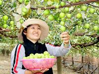 Trồng táo thế nào để cho năng suất tăng gấp đôi