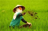 Chú ý cách chăm sóc rau vụ mùa xuân