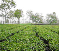 Thu hoạch chè vượt năng suất nhờ sử dụng phân bón lá