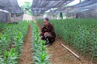 Sử dụng phân bón lá trên cây trồng