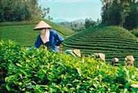 Ứng dụng kỹ thuật cao trong nông nghiệp với thế hệ phân bón mới