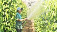 Tư vấn sử dụng phân bón lá đạt hiệu quả cao