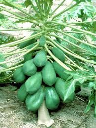Cách chọn giống đu đủ cho nhiều quả