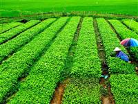 4 nguyên tắc vàng để sử dụng phân bón đúng cách