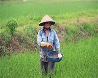 Sử dụng phân bón an toàn trong nông nghiệp