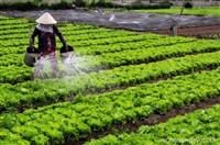  Bón phân thế nào cho rau sạch, rau an toàn?