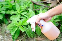 Bạn có biết dùng phân bón lá cho rau sạch đúng cách ?