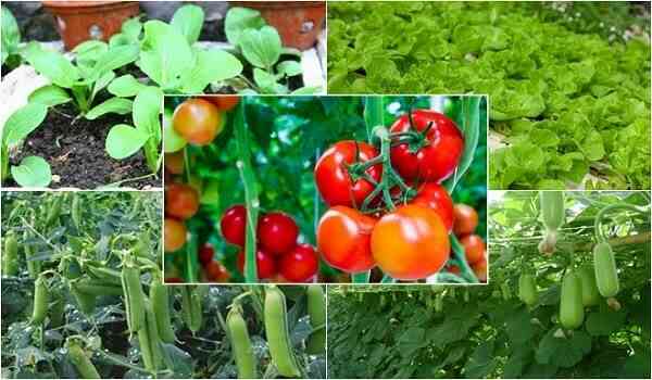 Lịch trồng rau sạch 12 tháng trong năm