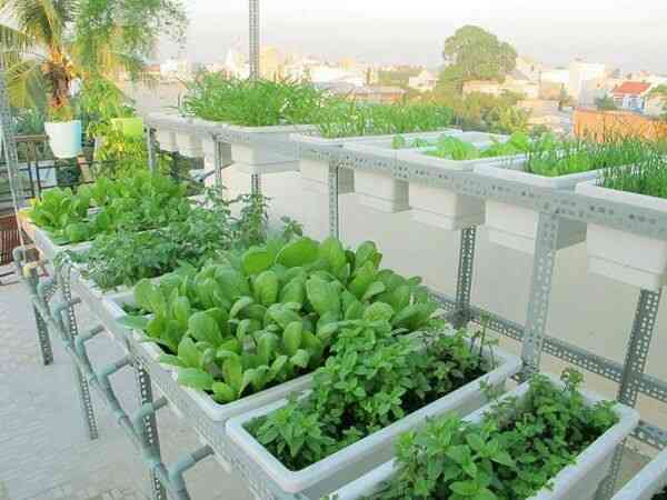 Cách trồng và chăm sóc rau thủy canh tĩnh đơn giản tại nhà
