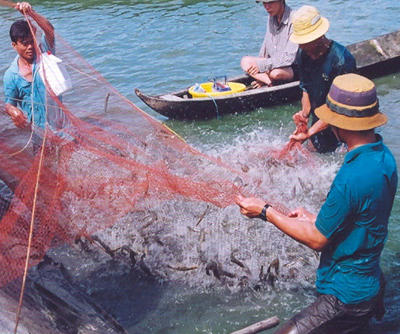 Phan bon huu co, phan bon dai nong, dai nong, ph&acirc;n bón hữu cơ, ph&acirc;n bón đại n&ocirc;ng, đại n&ocirc;ng